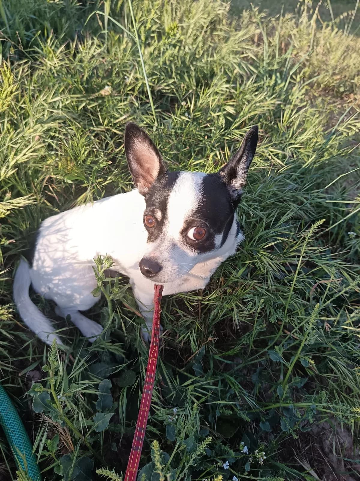Lucky, male puppy Mixed Breed for adoption at Animales Rioja