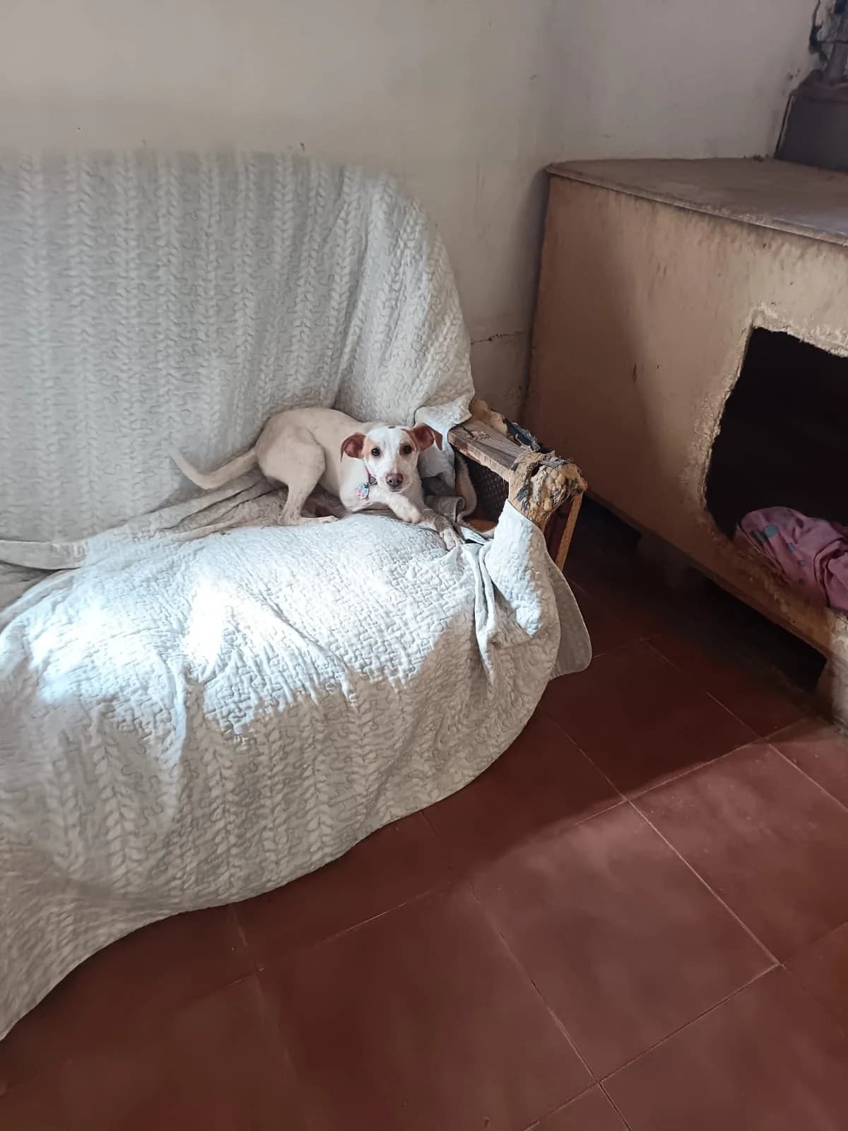 Luna, female puppy Podenco for adoption at Animales Rioja