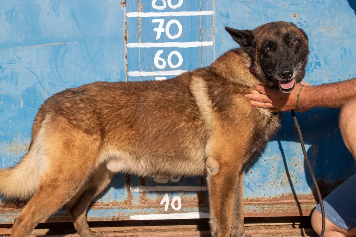 Mali, male senior Belgian Malinois for adoption at Animales Rioja