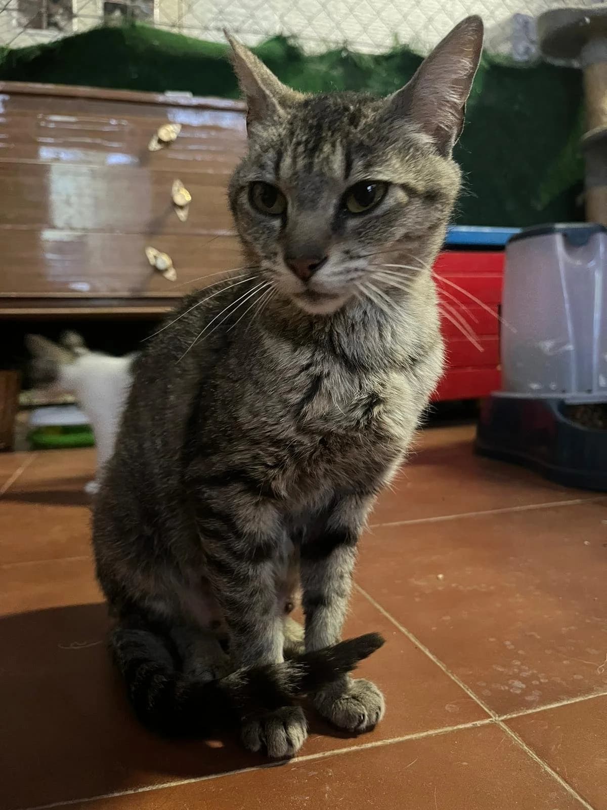 Mara, female young European Shorthair for adoption at Animales Rioja