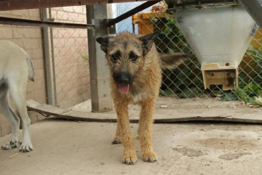 Mara, female 4yo Mixed Breed for adoption at Animales Rioja