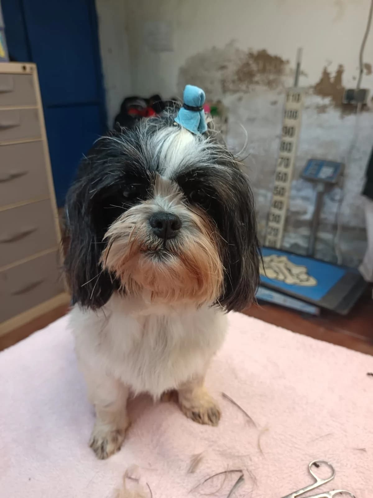Marina, female 7yo Pomeranian for adoption at Animales Rioja