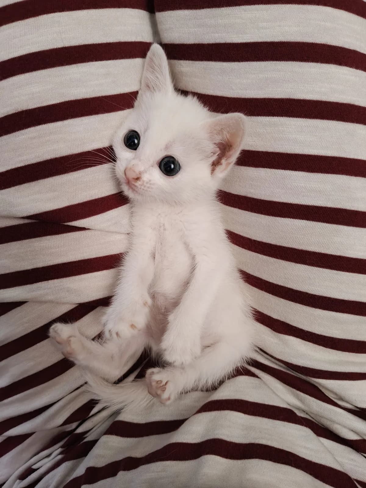 Maxi, female puppy European Shorthair for adoption at Animales Rioja