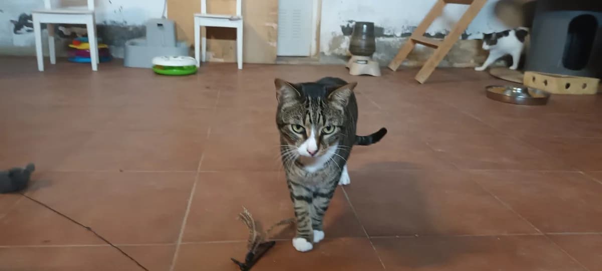 Miau, male European Shorthair for adoption at Animales Rioja