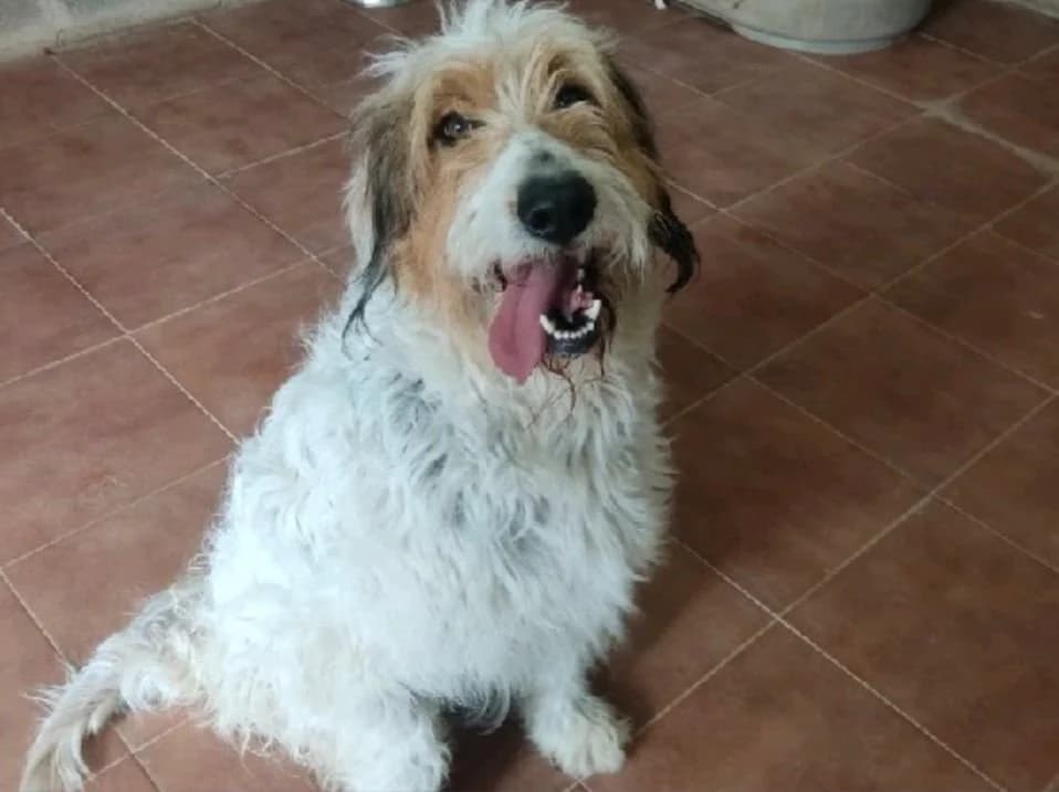 Mika, female 4yo mixed breed for adoption at Animales Rioja