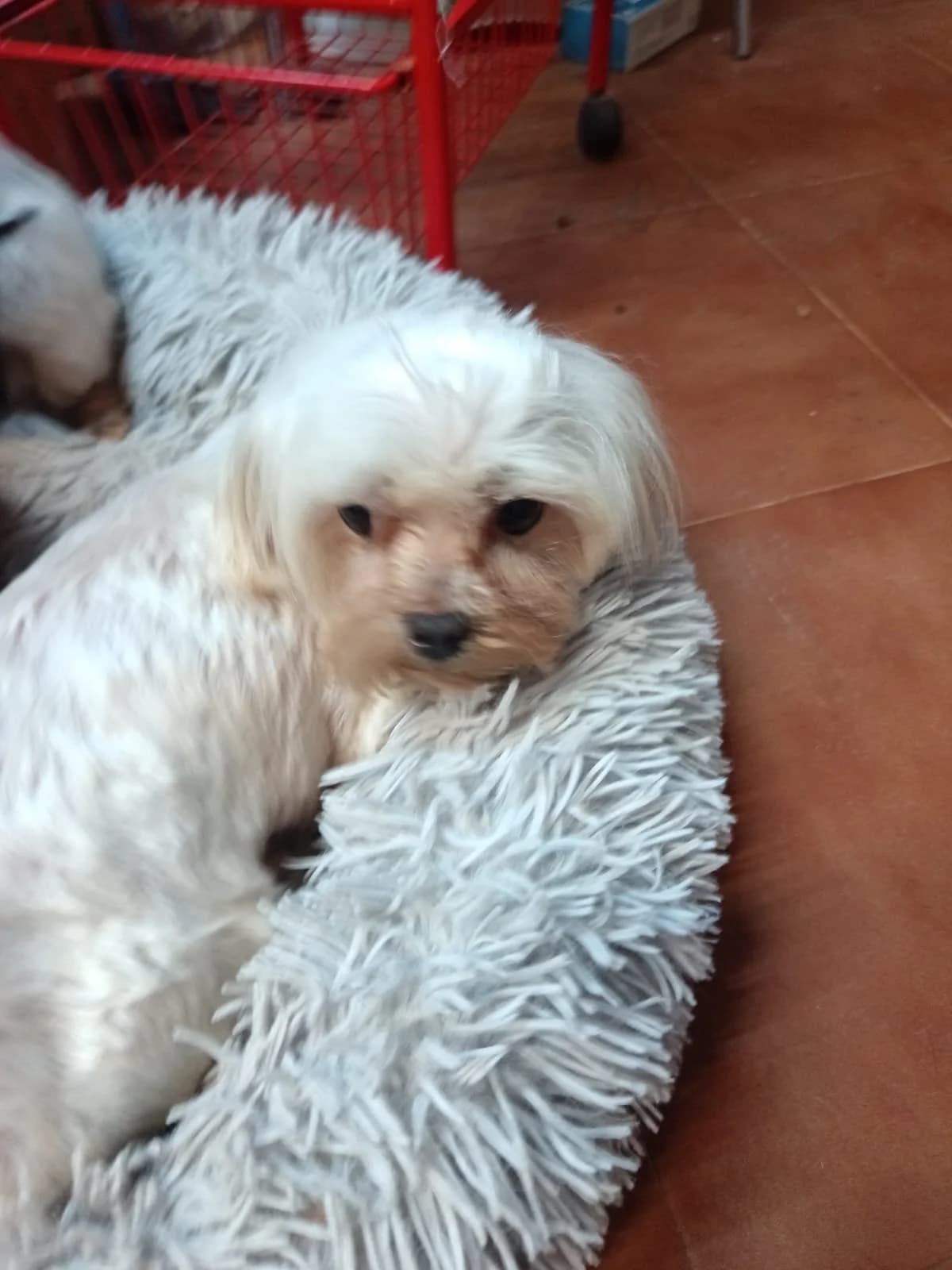 Mina, female senior Maltese for adoption at Animales Rioja