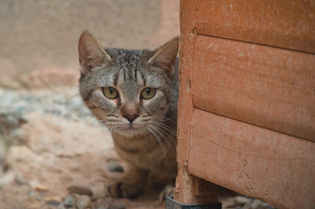 Mishi, female 5yo European Shorthair for adoption at Animales Rioja