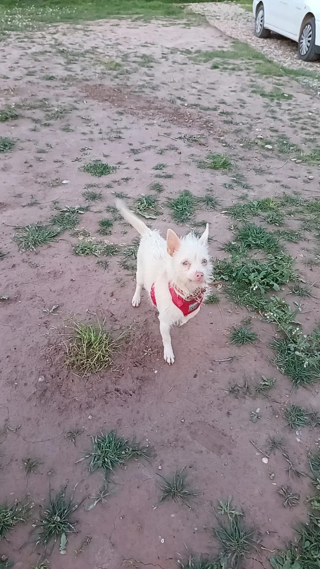 Nube, female senior mixed breed for adoption at Animales Rioja