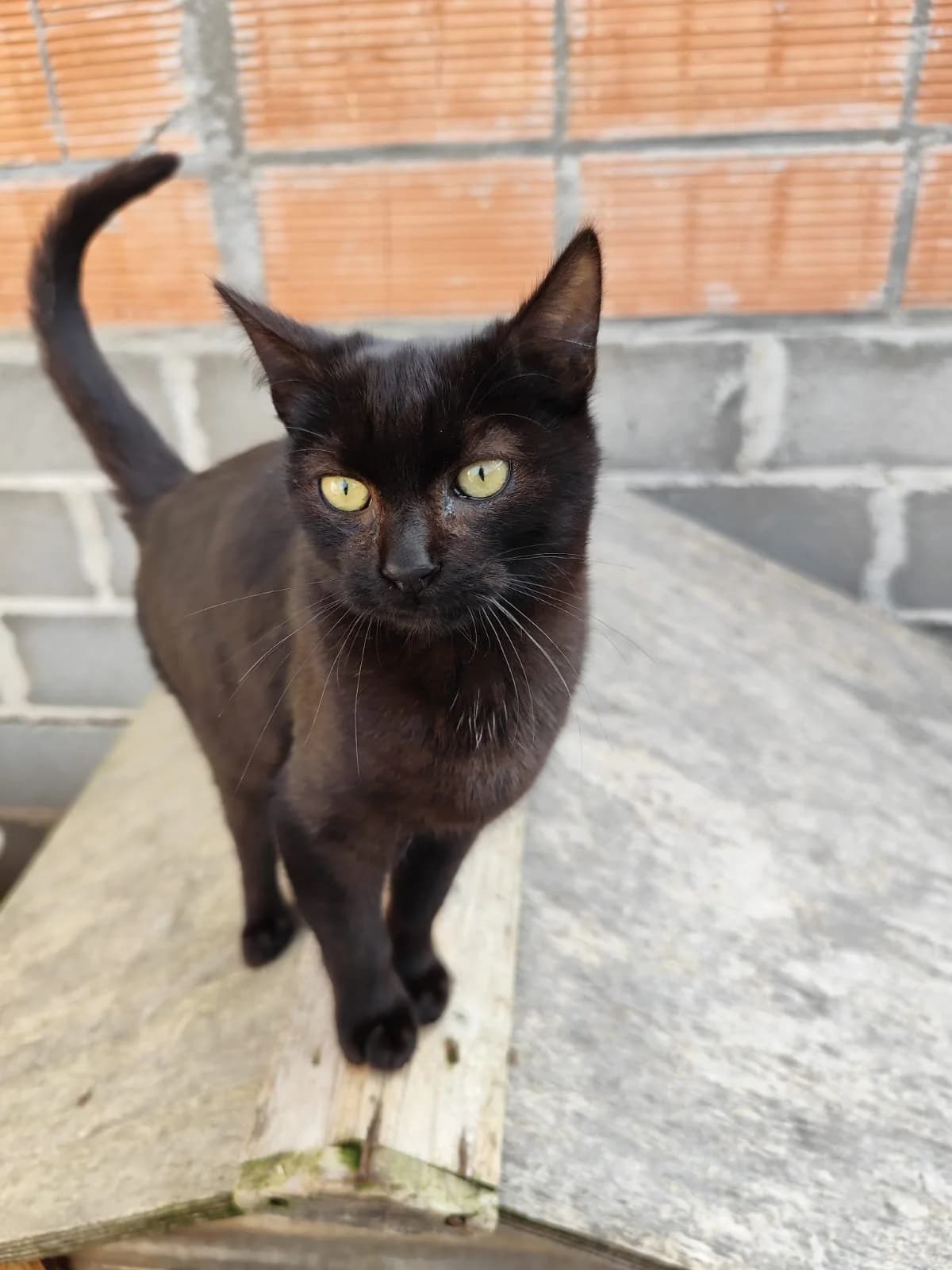 Oliver, male puppy European Shorthair for adoption at Animales Rioja