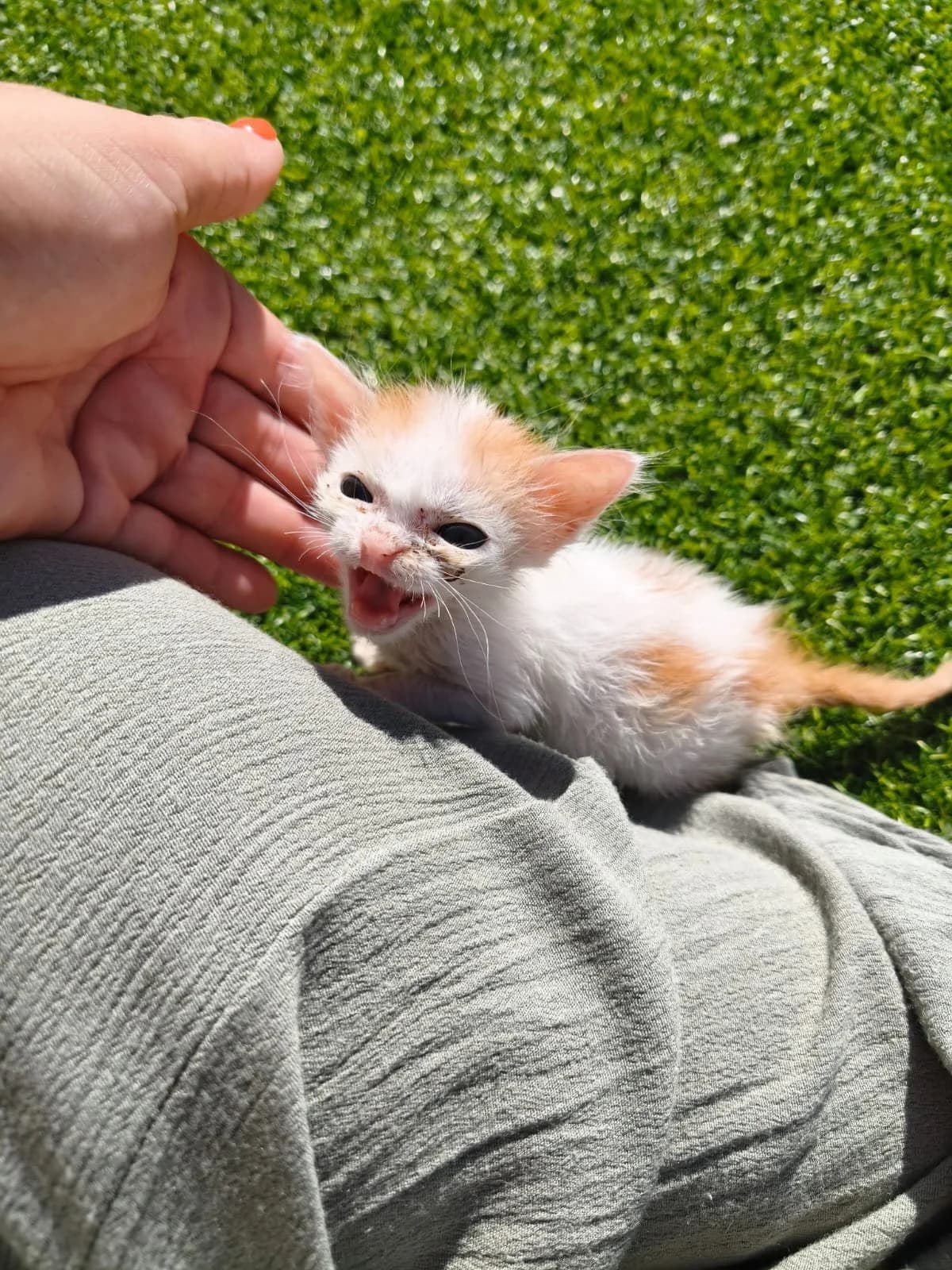 Piolin, male puppy European Shorthair for adoption at Animales Rioja
