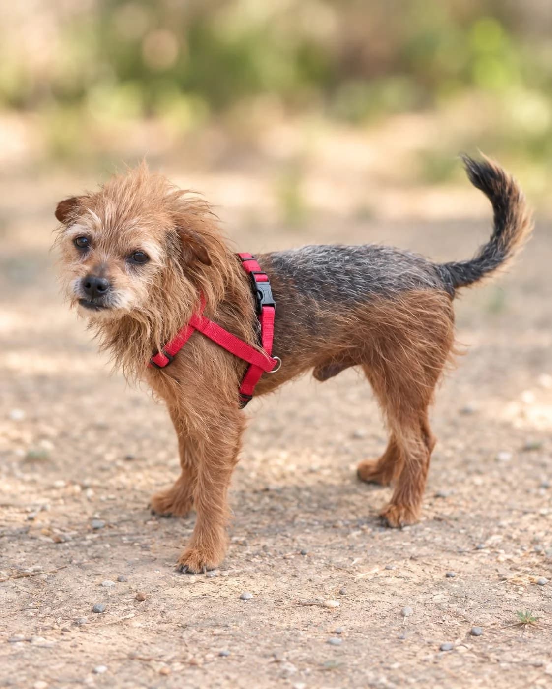 REX, male senior Yorkshire Terrier for adoption at Animales Rioja
