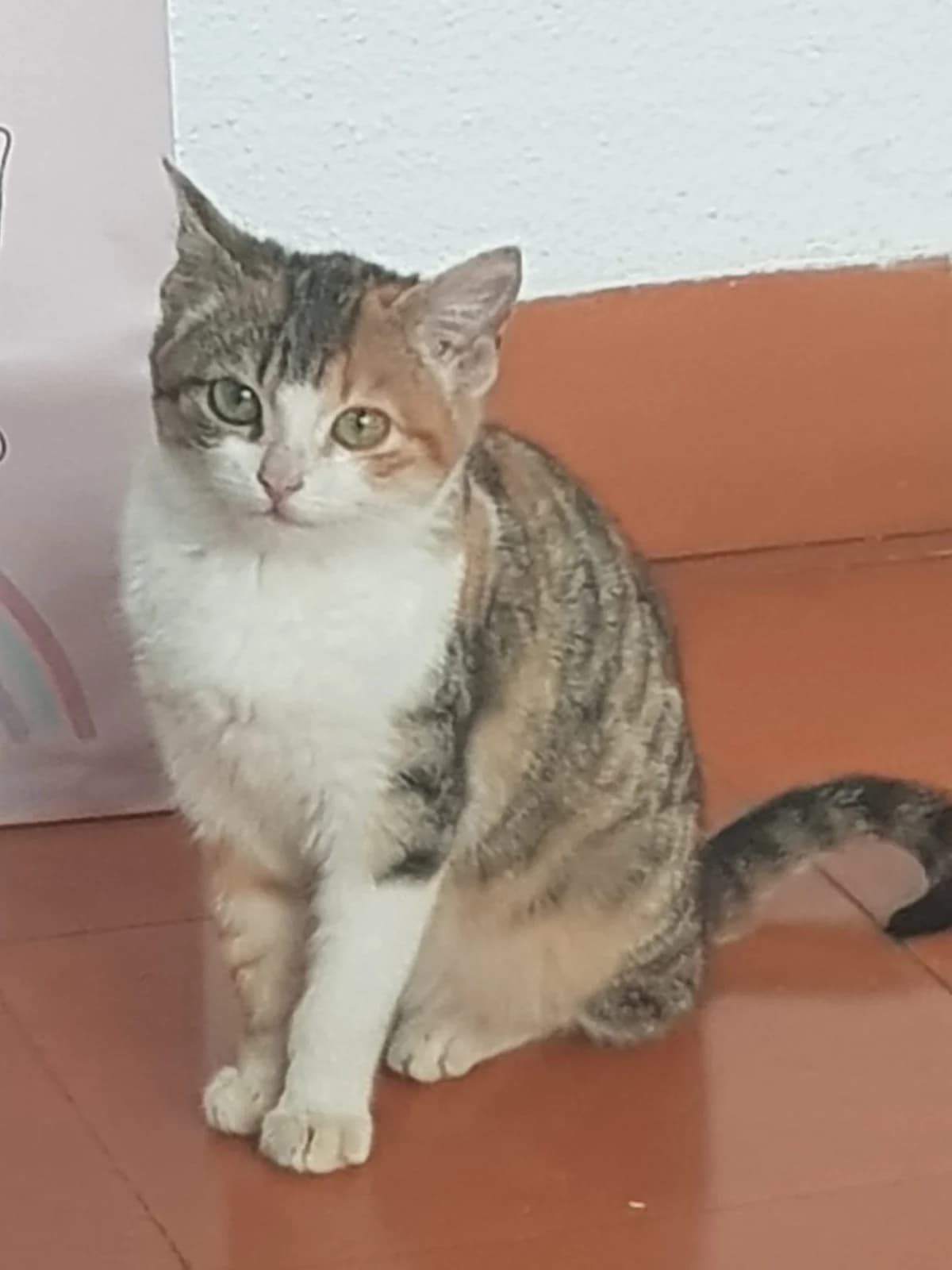Rita, female European Shorthair for adoption at Animales Rioja