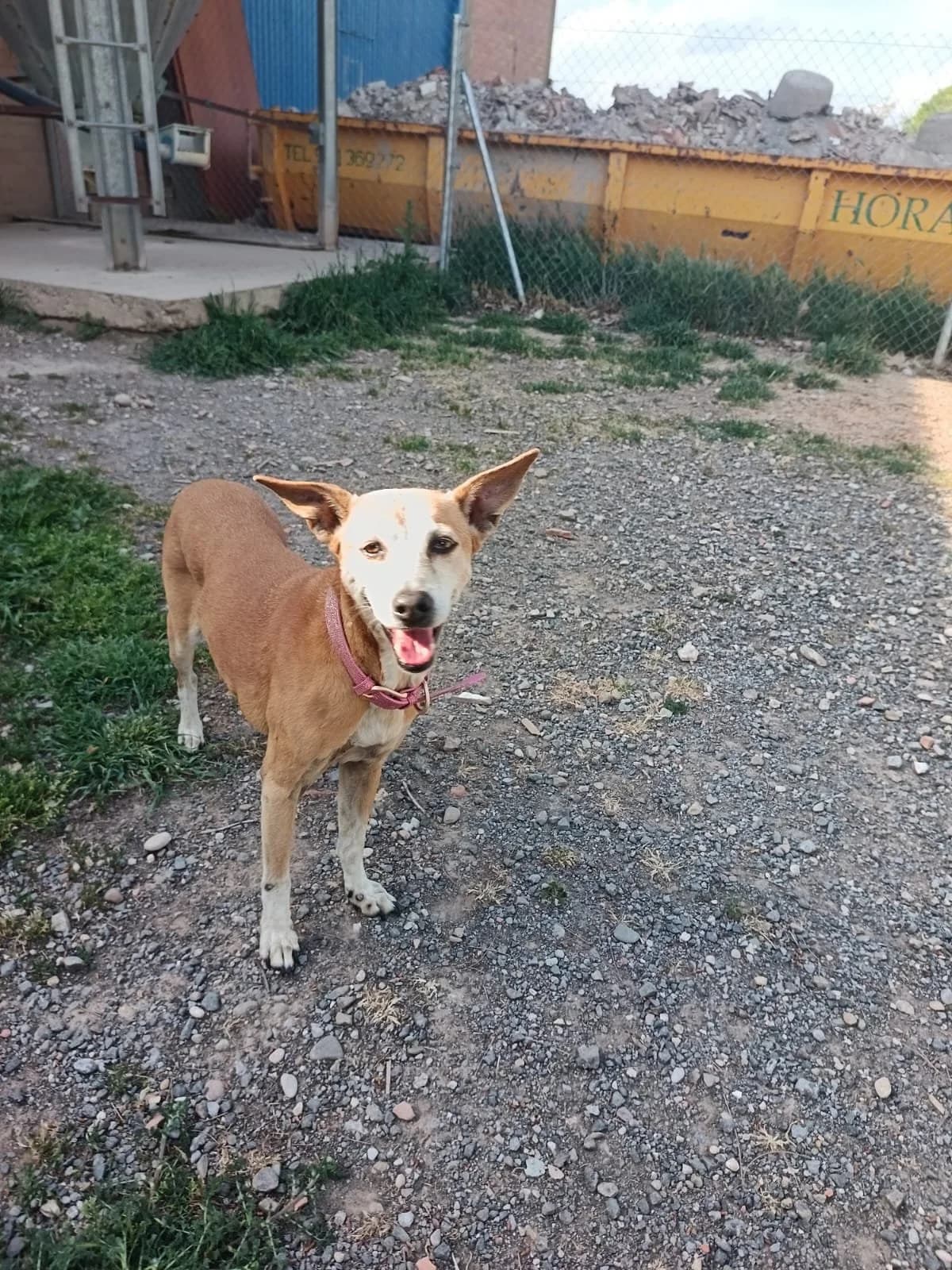 Rita, female senior Podenco for adoption at Animales Rioja