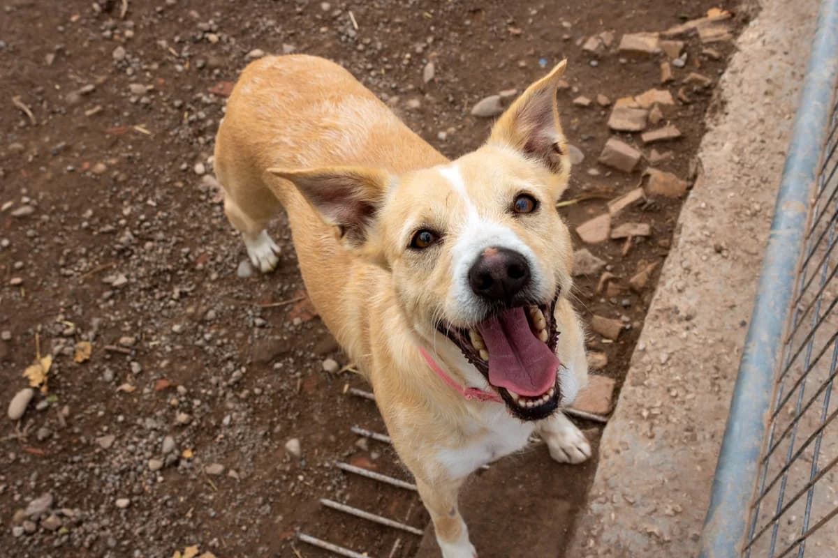 Roma, female 6yo Mixed Breed for adoption at Animales Rioja
