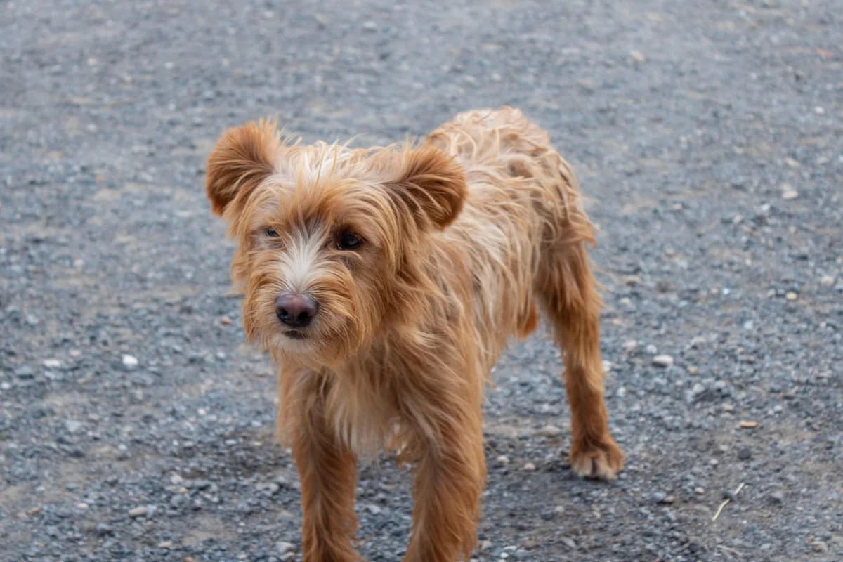 Romi, male 6yo Mixed Breed for adoption at Animales Rioja