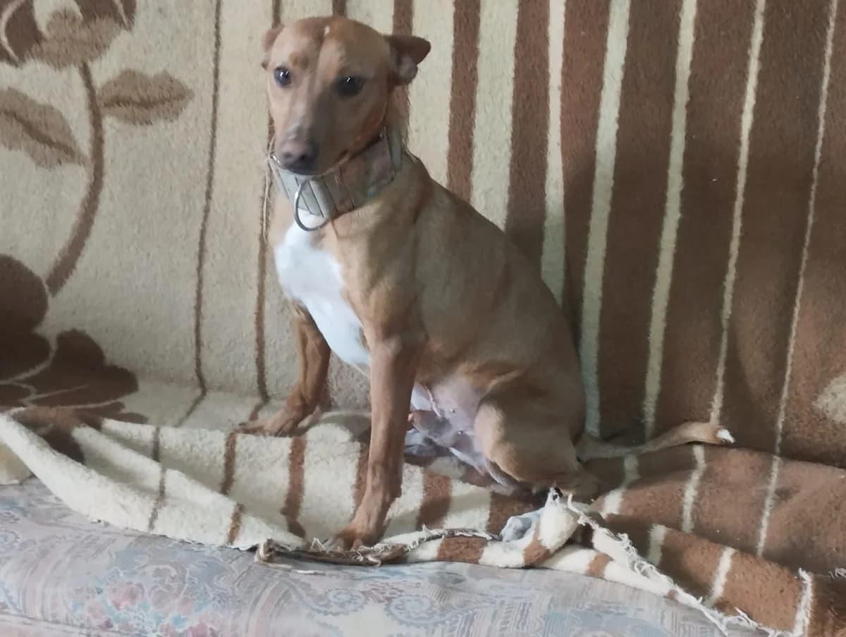 Rufo, male young Podenco for adoption at Animales Rioja