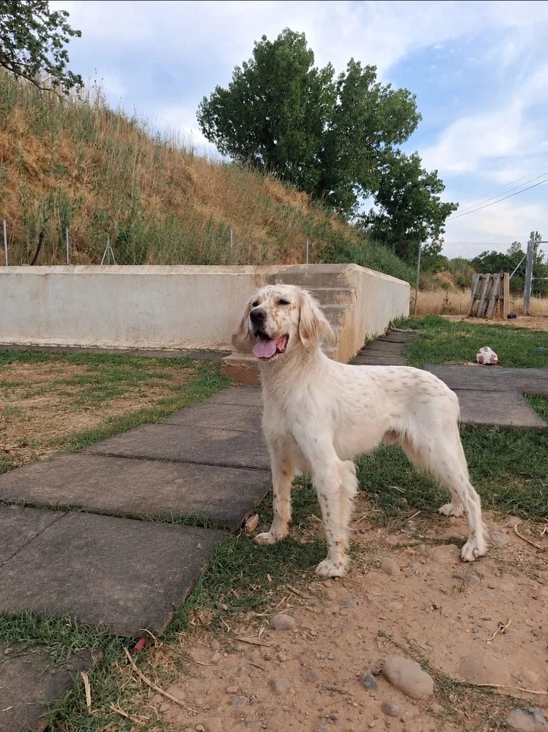 Sagu, male young mixed breed for adoption at Animales Rioja