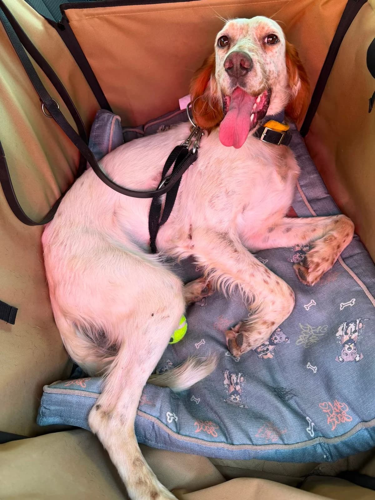 RON, male young mixed breed for adoption at Animales Rioja