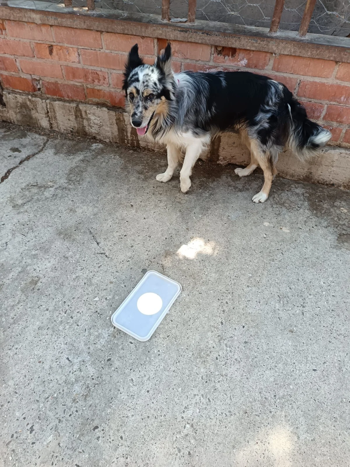 Segui, male 3yo Border Collie for adoption at Animales Rioja