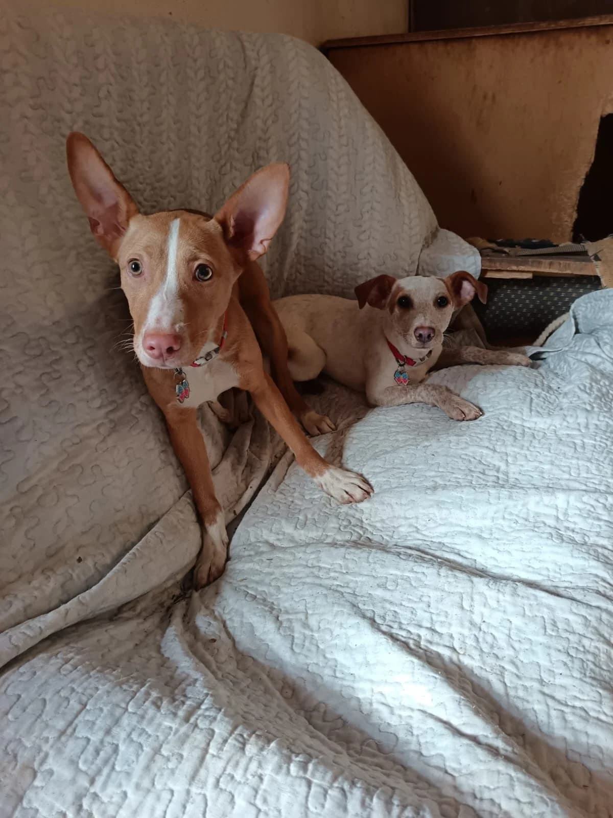 SKY, female puppy Podenco for adoption at Animales Rioja