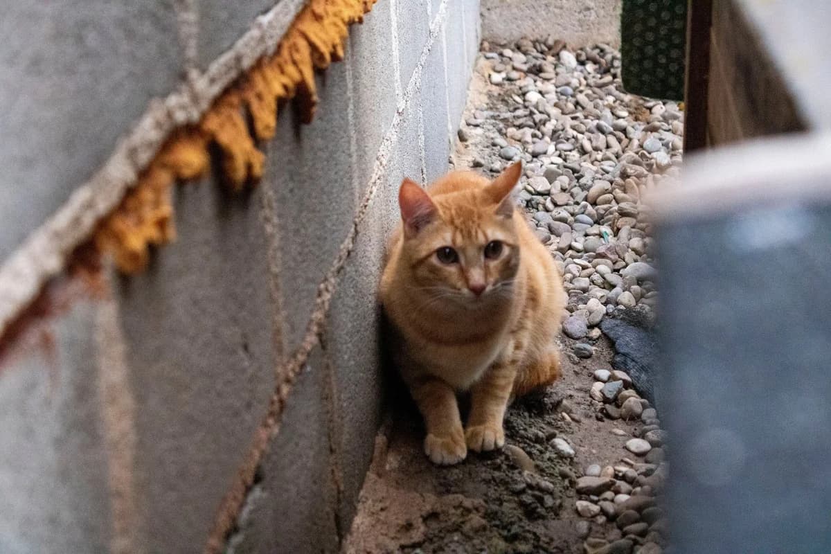 SOL, male 3yo European Shorthair for adoption at Animales Rioja