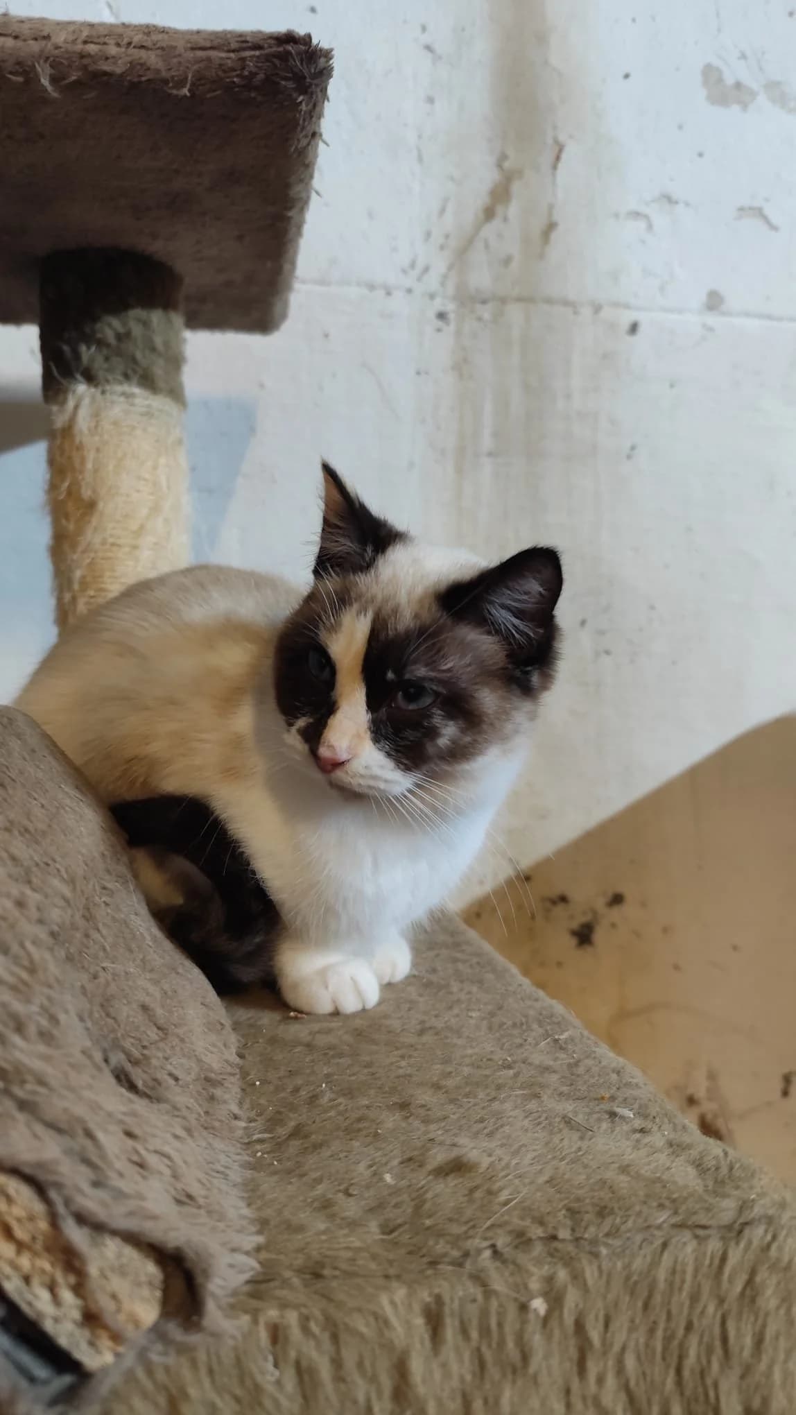 Thelma, female Ragdoll for adoption at Animales Rioja