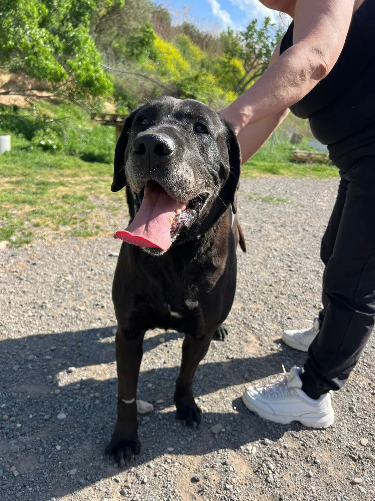 Thor, male senior Labrador Retriever for adoption at Animales Rioja
