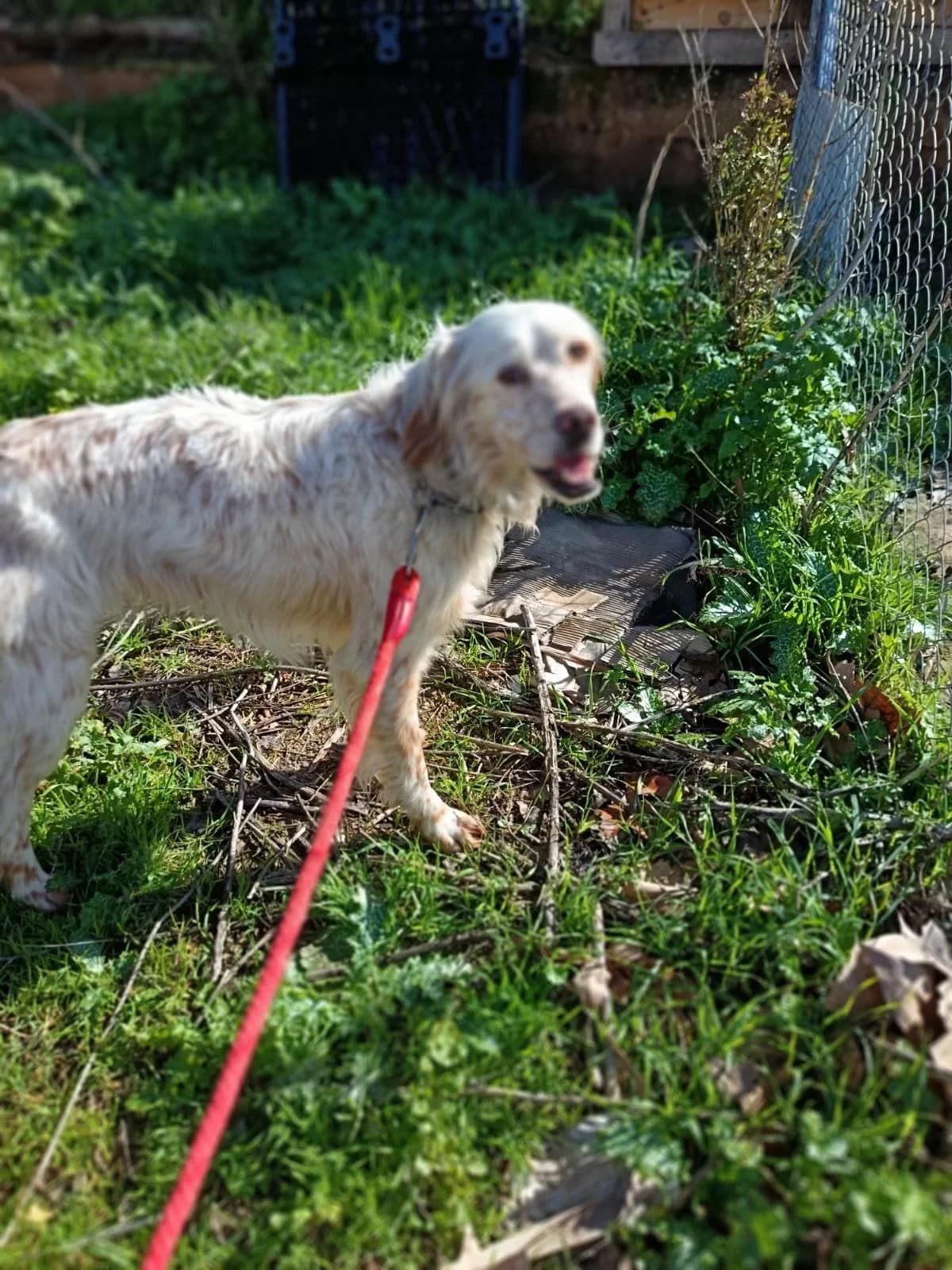 Tiny, female 4yo English Setter for adoption at Animales Rioja