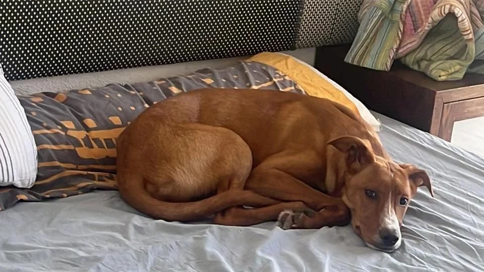 Vincent, male young Mixed Breed for adoption at Animales Rioja