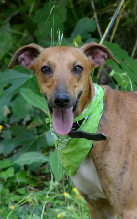 PANDORA, female senior Galgo Español for adoption at Animals Sense Sostre