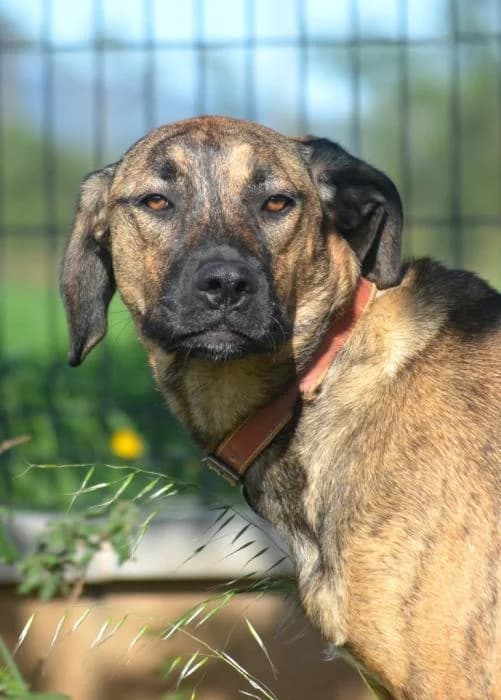 MALI, female senior mixed breed for adoption at Animals Sense Sostre