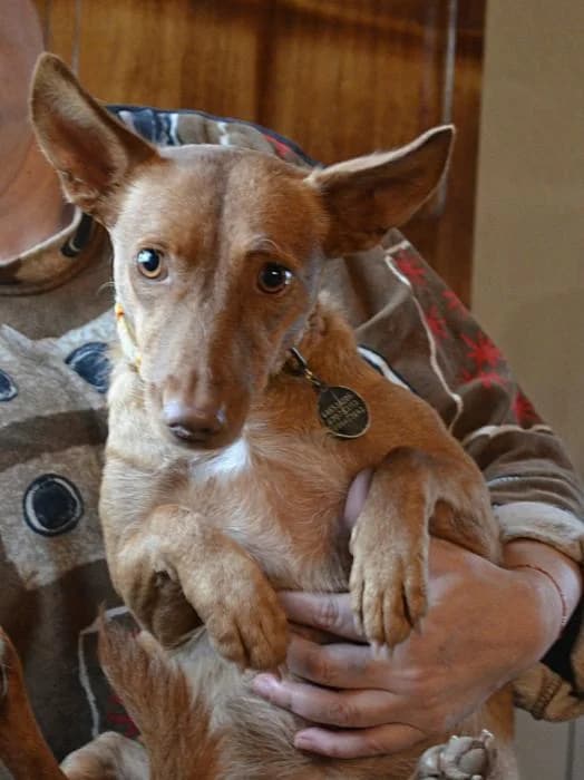 KONIE, female senior Podenco for adoption at Animals Sense Sostre