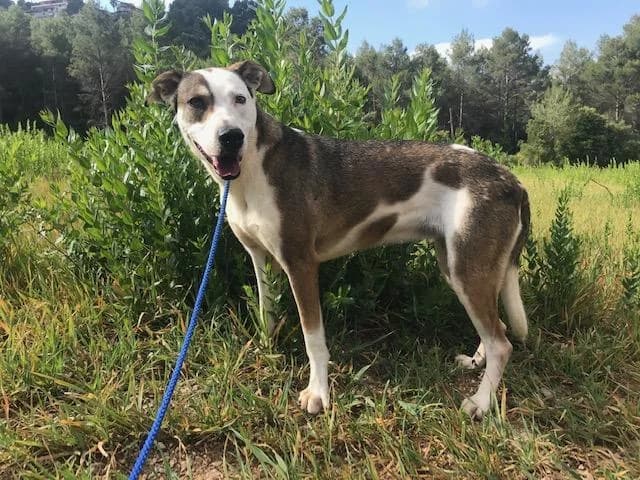 YAYOI, female senior Mixed Breed for adoption at Animals Sense Sostre