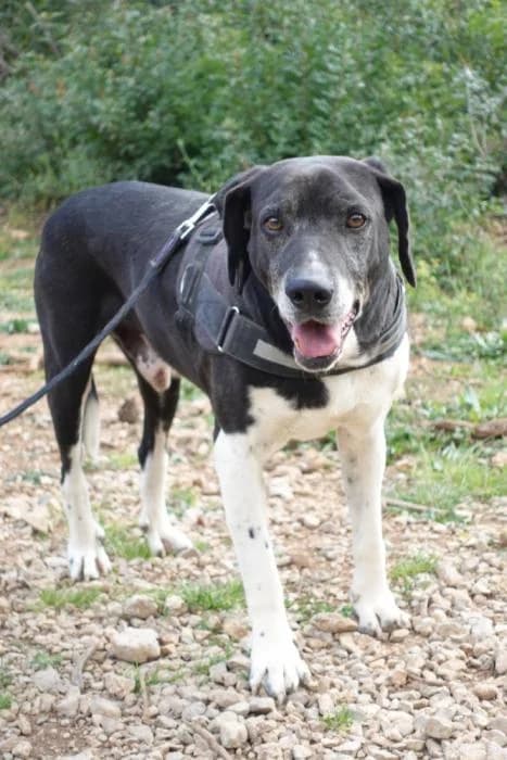 PICO, male senior Pointer for adoption at Animals Sense Sostre