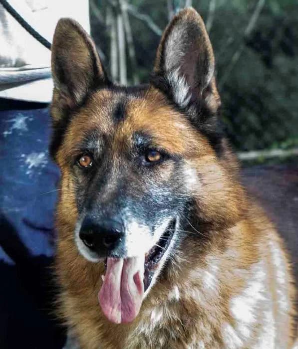 �AM�AM-THEODOR, male senior mixed breed for adoption at Animals Sense Sostre