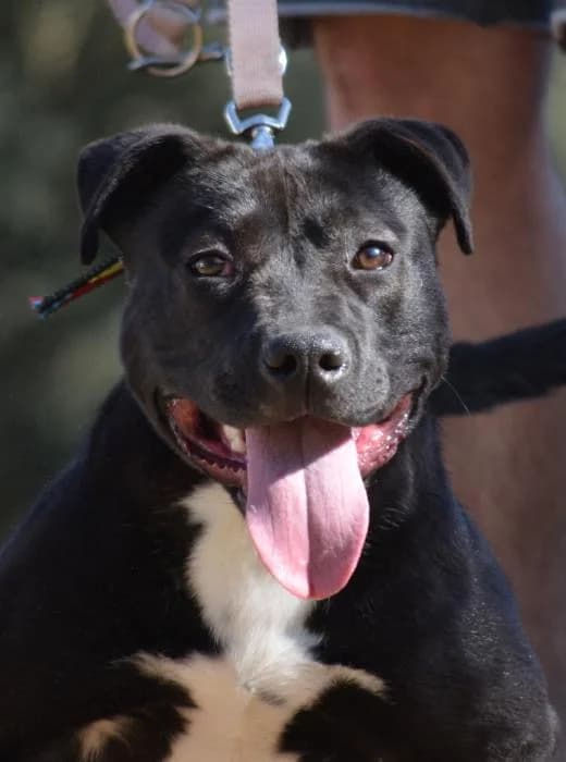 ZAMBIA, female senior American Bully for adoption at Animals Sense Sostre