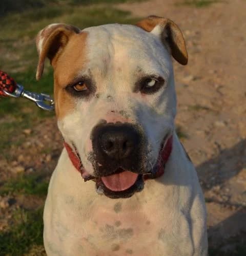 DANKO, male senior Pit Bull Terrier for adoption at Animals Sense Sostre