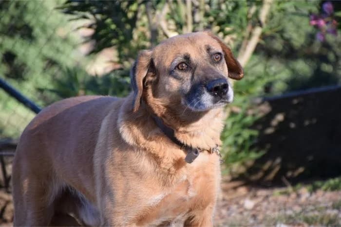 Fleming, male senior Mixed Breed for adoption at Animals Sense Sostre