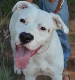 MERLIN, male senior Dogo Argentino for adoption at Animals Sense Sostre