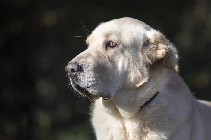 Pollito, male senior Mixed Breed for adoption at Animals Sense Sostre