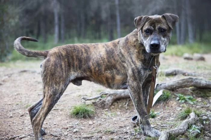 FIRULAIS, male senior American Staffordshire Terrier for adoption at Animals Sense Sostre