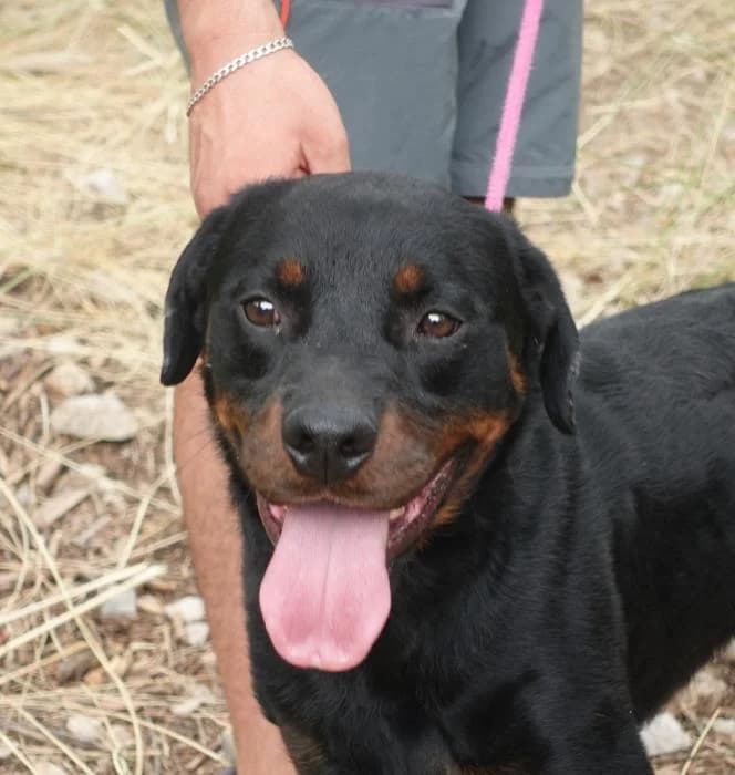 Ma�, male 6yo Rottweiler for adoption at Animals Sense Sostre