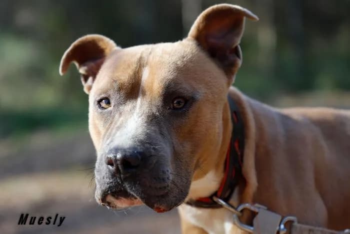 Muesli, male 7yo American Staffordshire Terrier for adoption at Animals Sense Sostre