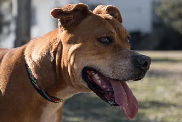 Ugber, male senior Pit Bull Terrier for adoption at Animals Sense Sostre