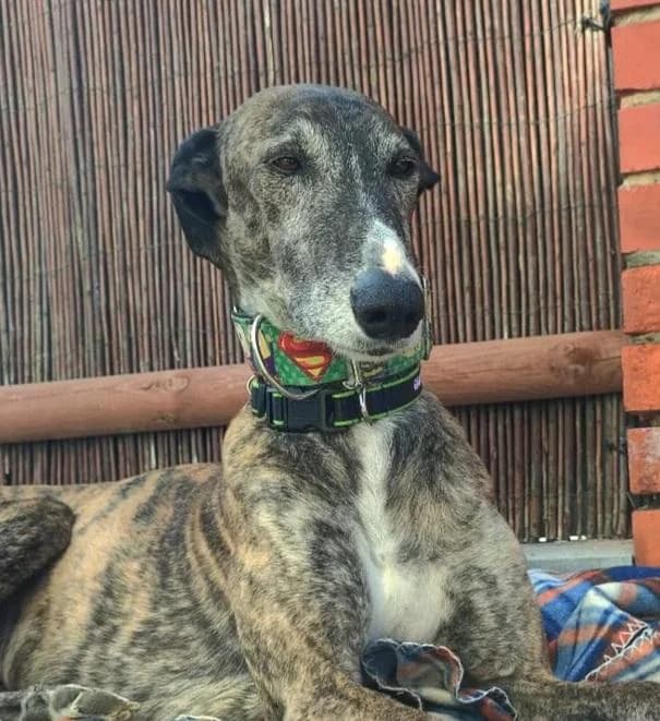 Odin, male senior Galgo Español for adoption at Animals Sense Sostre
