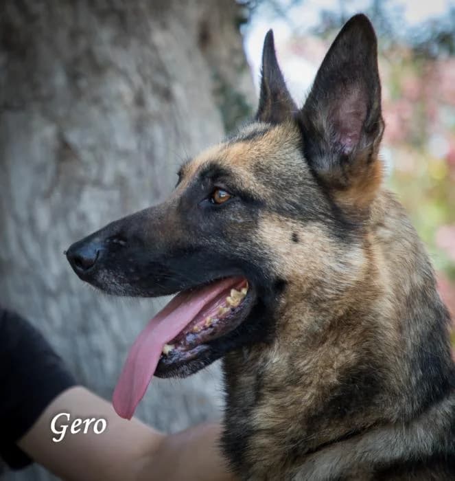 Hero, male 6yo Belgian Malinois for adoption at Animals Sense Sostre