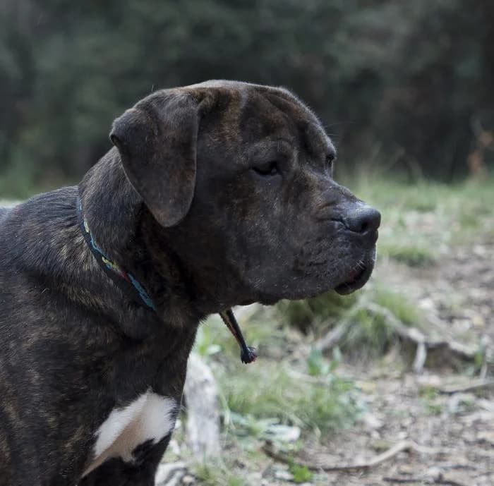 Chakra, male 6yo mixed breed for adoption at Animals Sense Sostre