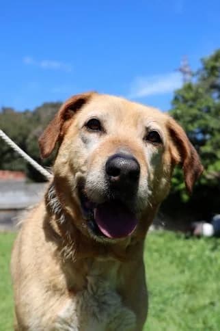 Llacuna, female senior Mixed Breed for adoption at Animals Sense Sostre