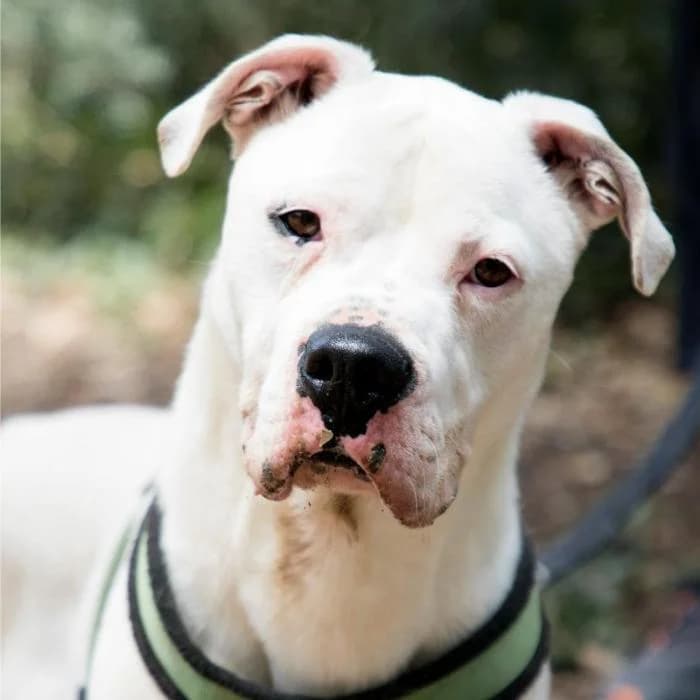 Drako, male 5yo mixed breed for adoption at Animals Sense Sostre