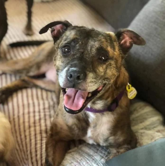 Chispa, female senior Staffordshire Bull Terrier for adoption at Animals Sense Sostre
